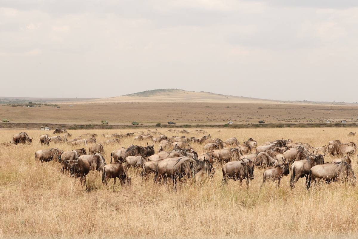 Kenia