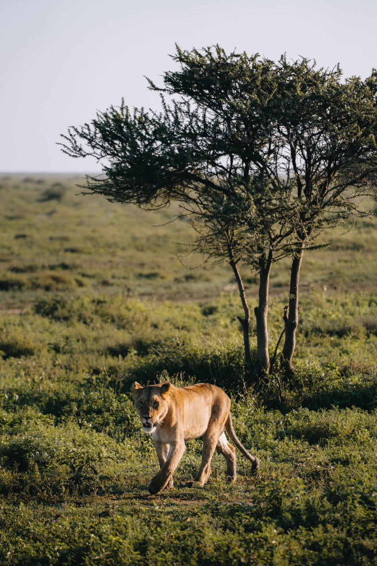 Tanzania
