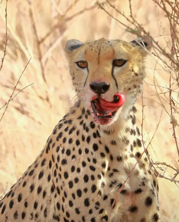 De Kenia a Tanzania