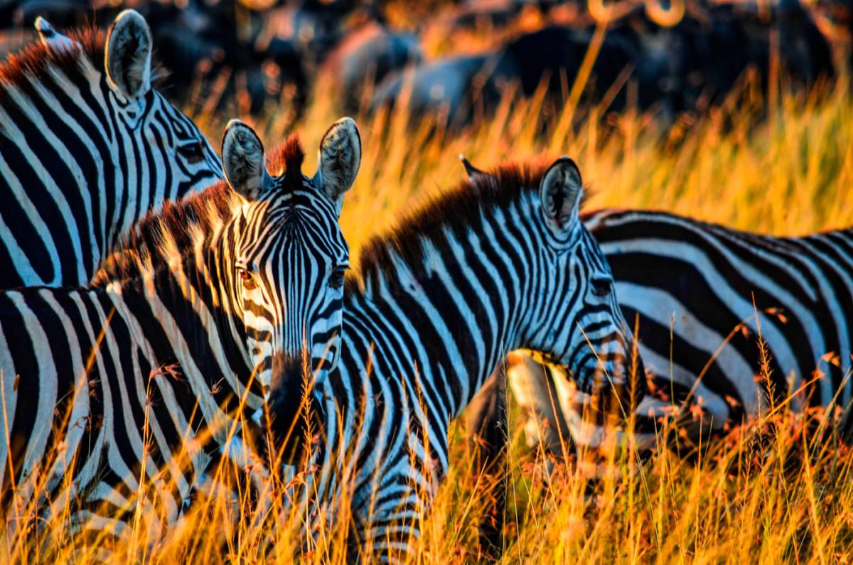 Día completo en el Serengeti